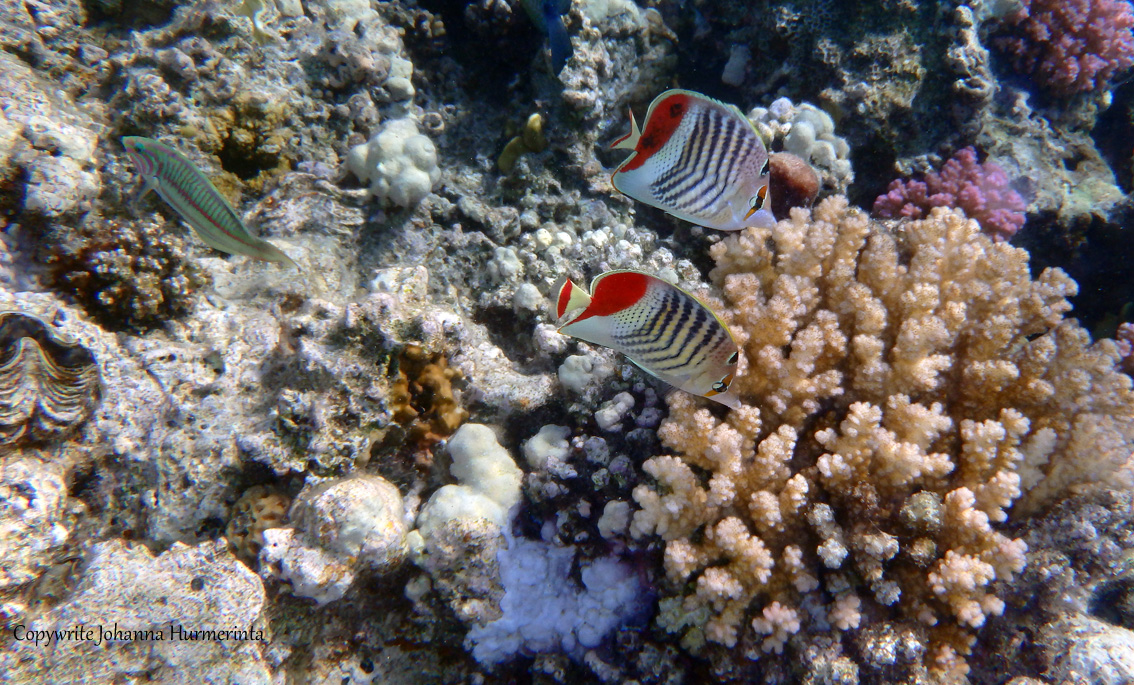 red-sea-crown-butterflyfish-and-kluntzingerwrasse_2014